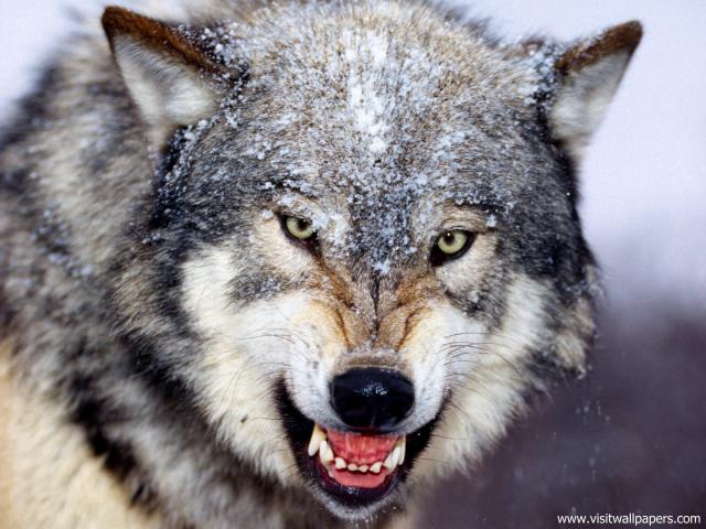 Animals_557