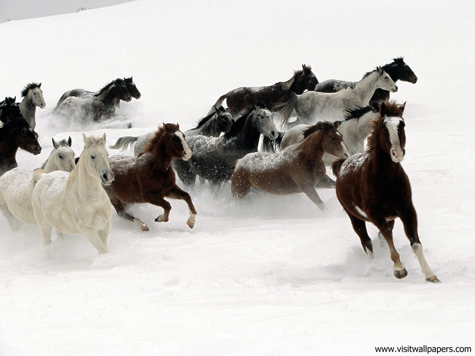 Animals_558