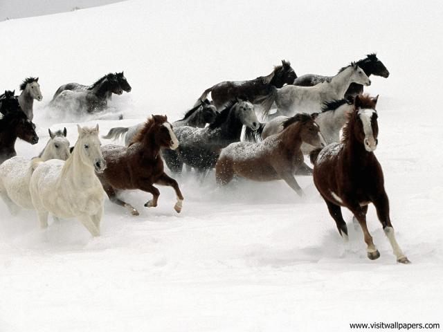 Animals_558