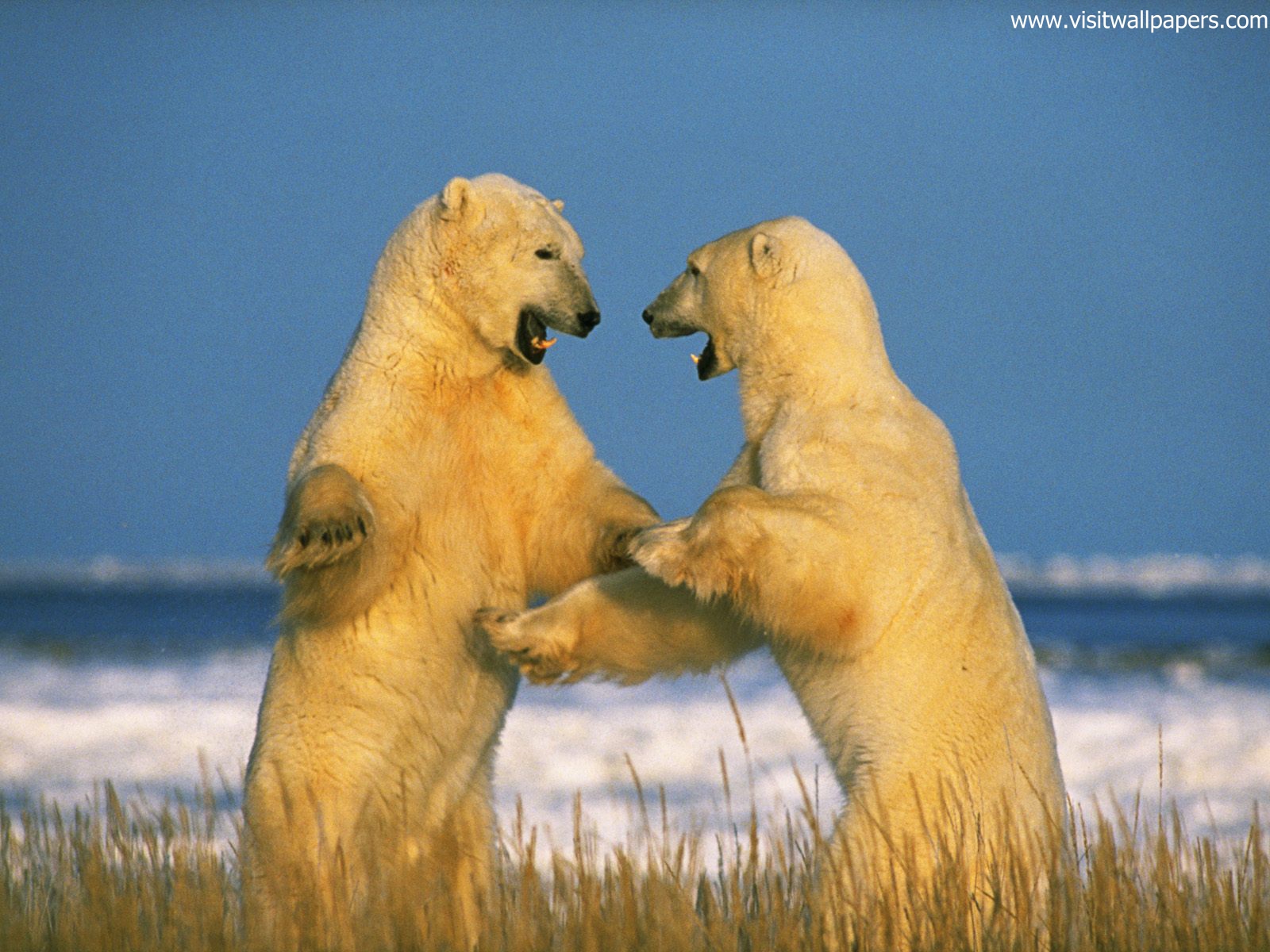 Animals_559