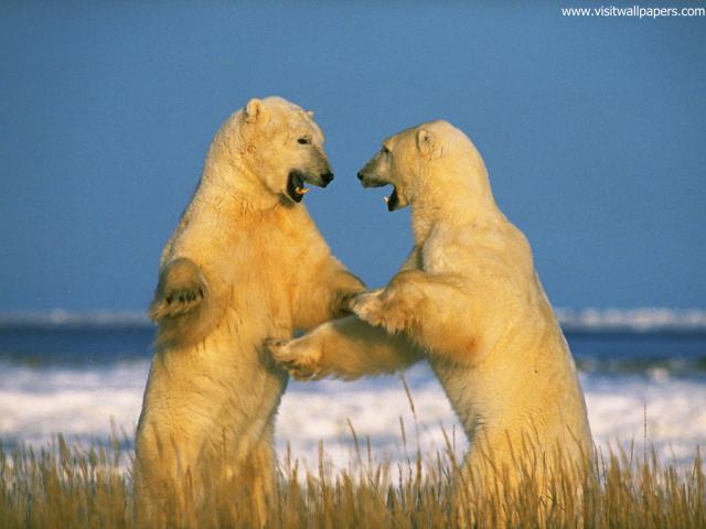 Animals_559