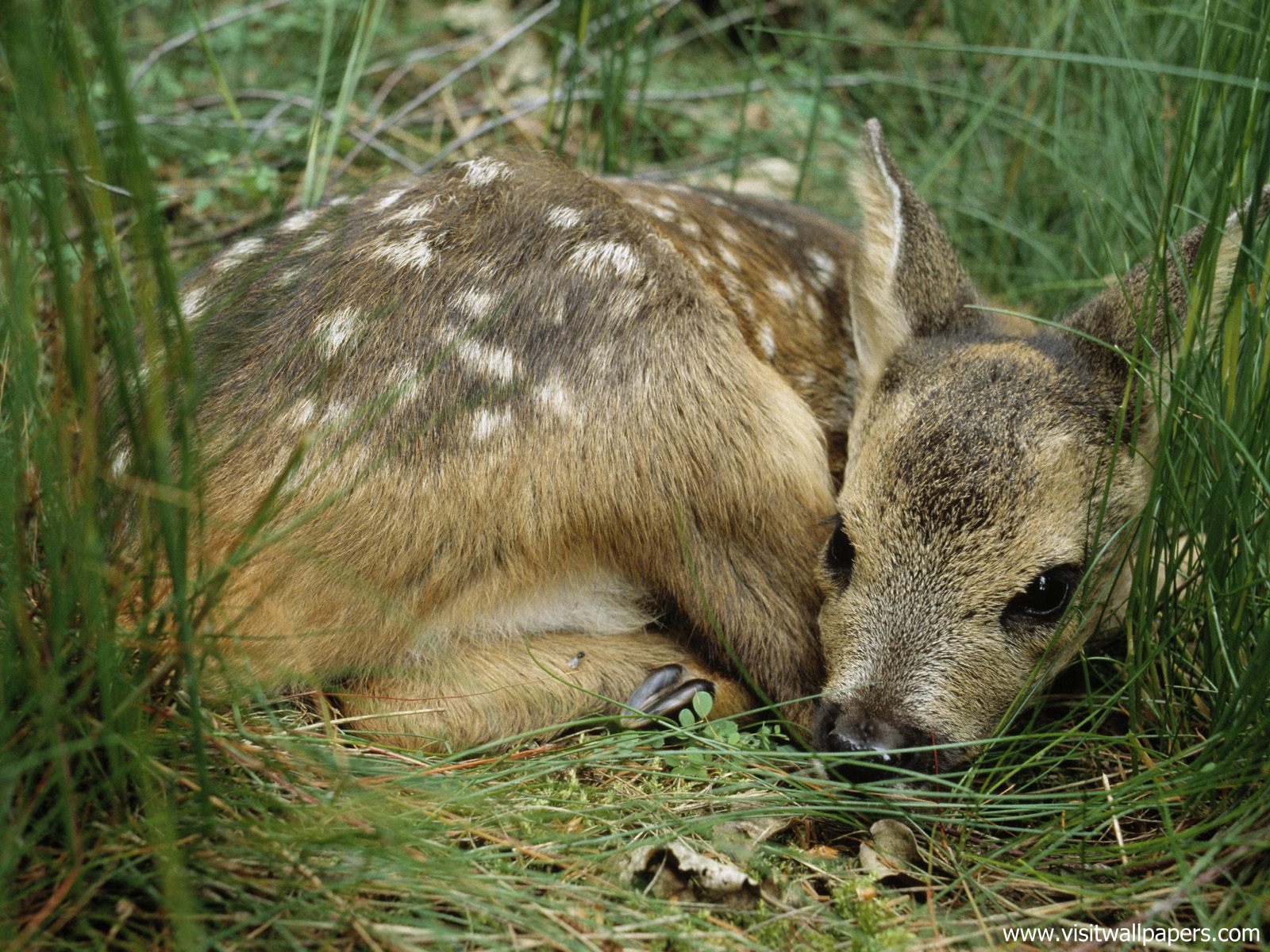 Animals_560