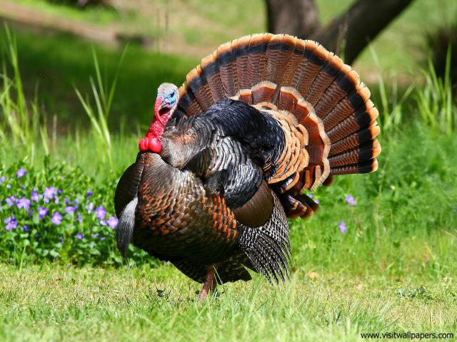 Animals_562