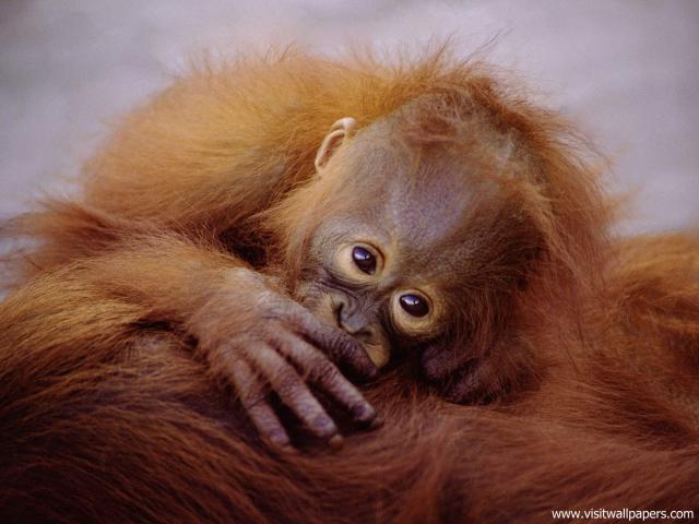 Animals_563