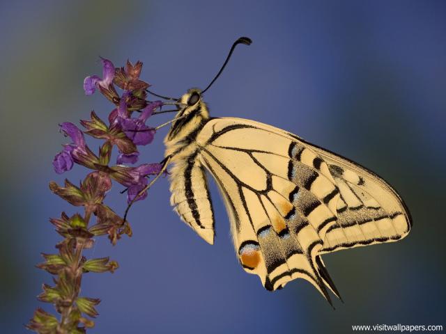 Animals_565
