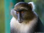 Animals_567