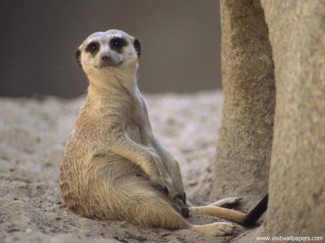 Animals_568