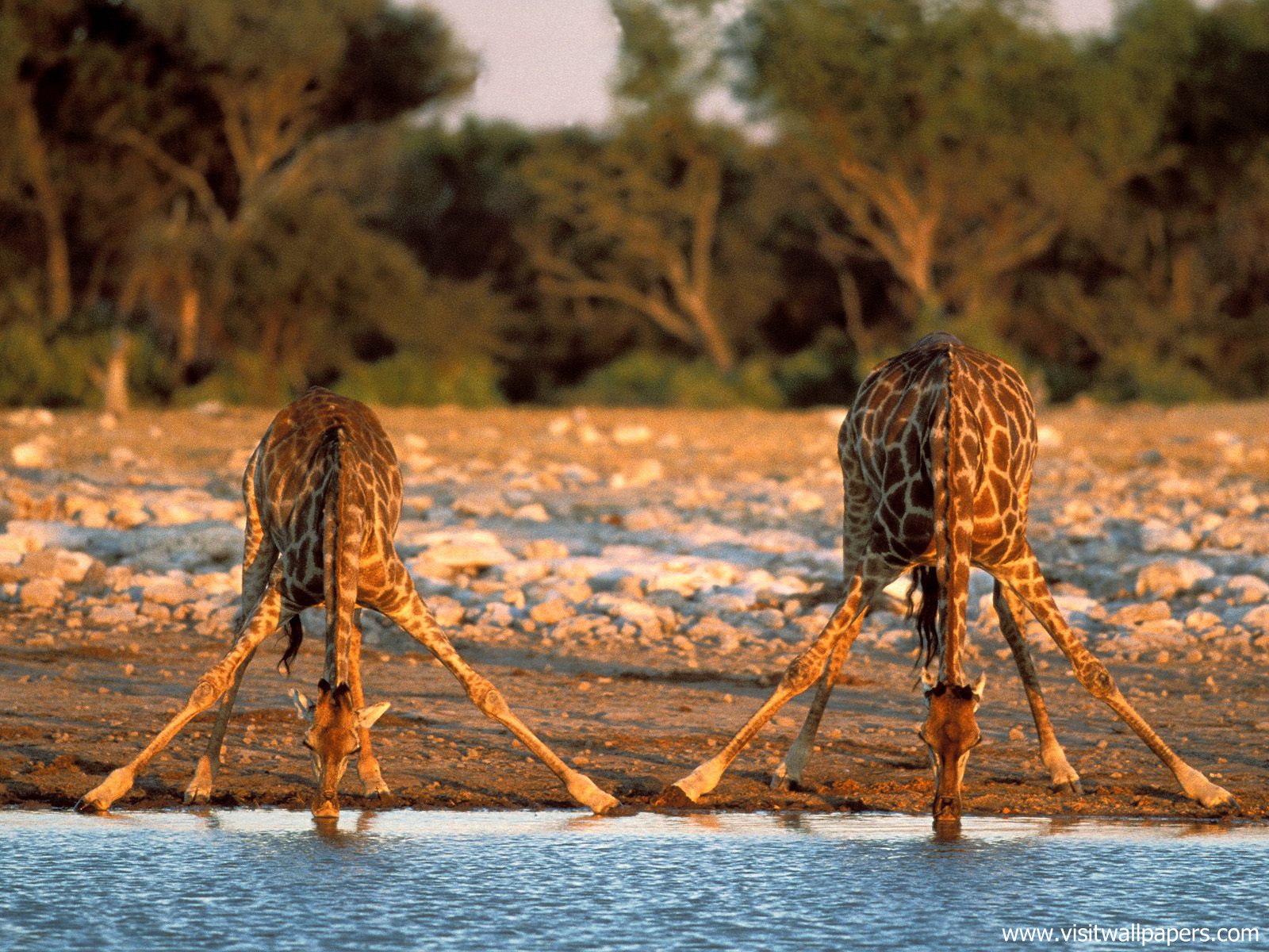 Animals_569