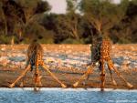 Animals_569