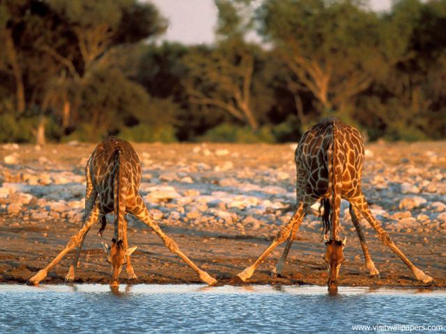 Animals_569