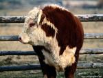 Animals_570