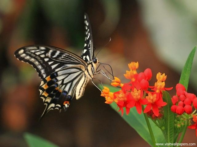 Animals_572