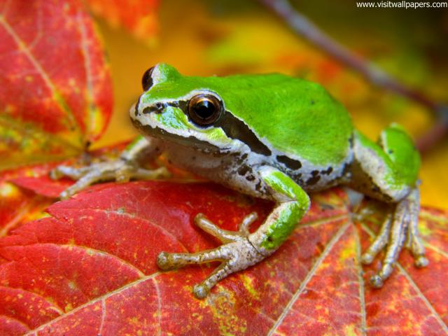 Animals_573