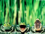 Animals_574