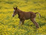 Animals_576