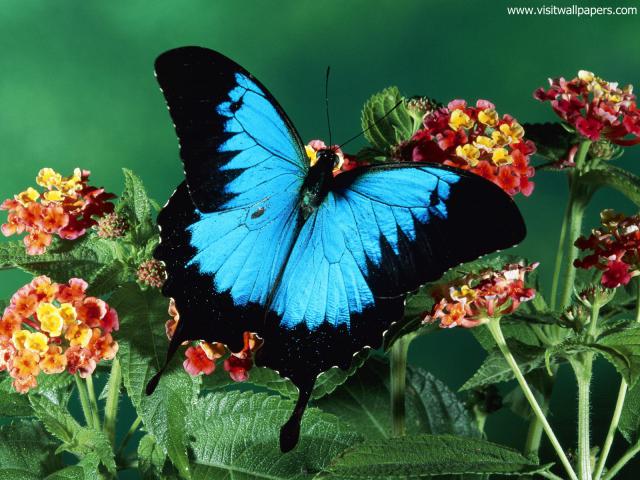 Animals_578