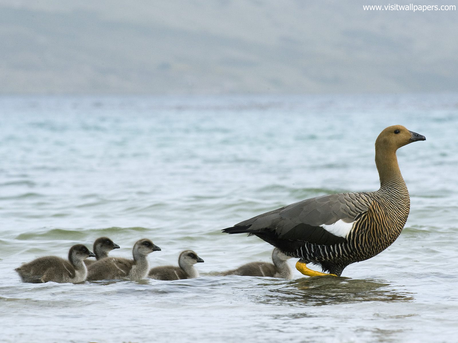 Animals_579
