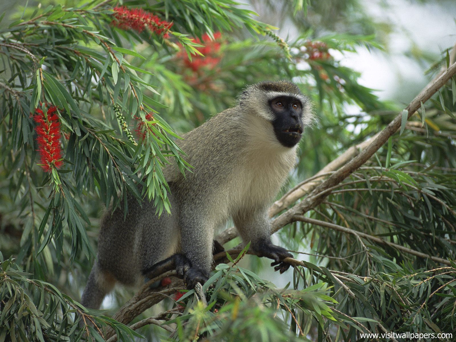 Animals_580
