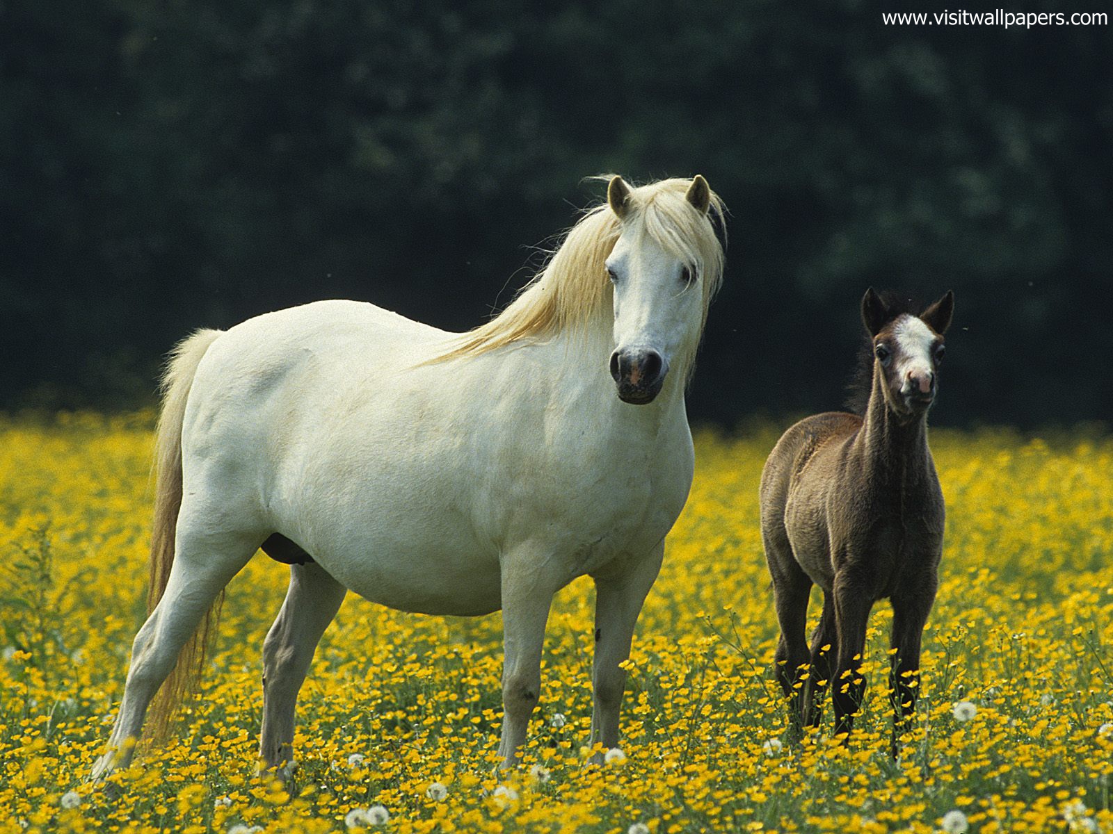 Animals_582