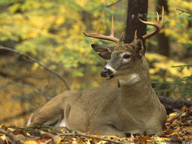 Animals_583