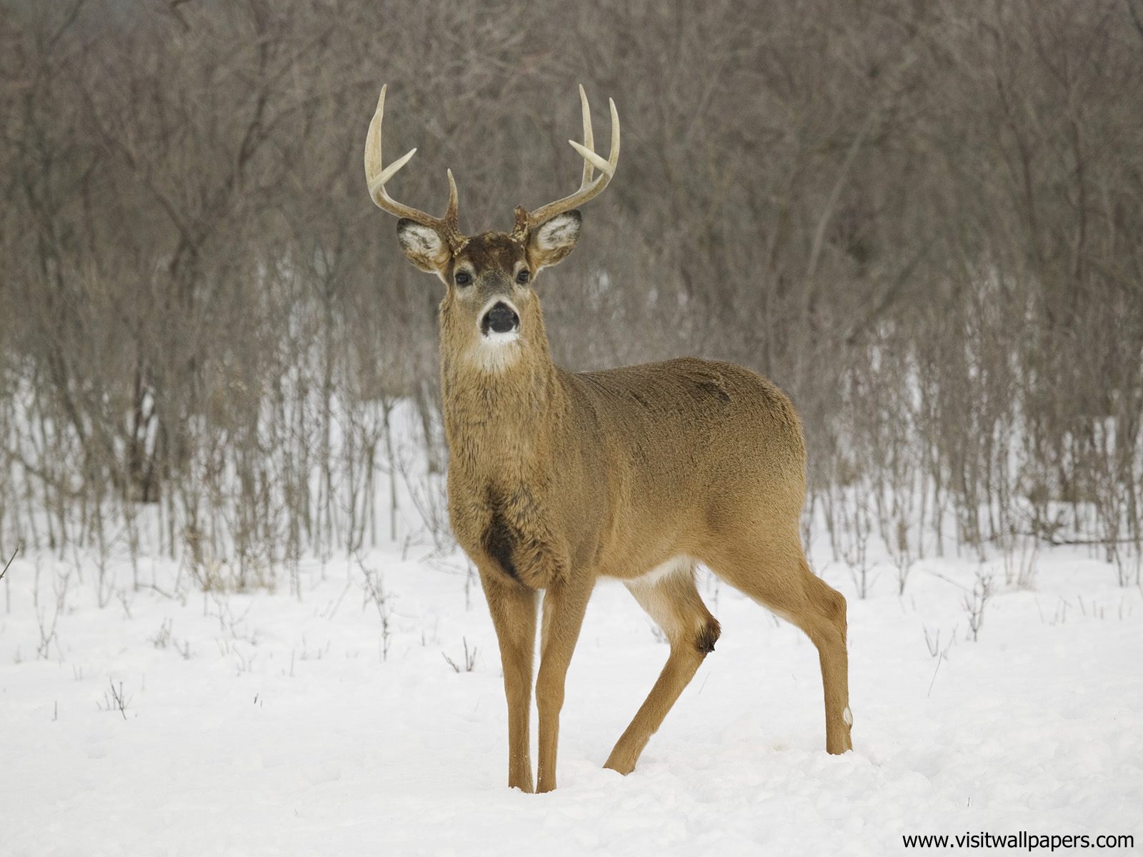 Animals_584