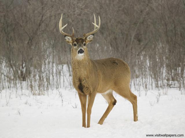 Animals_584