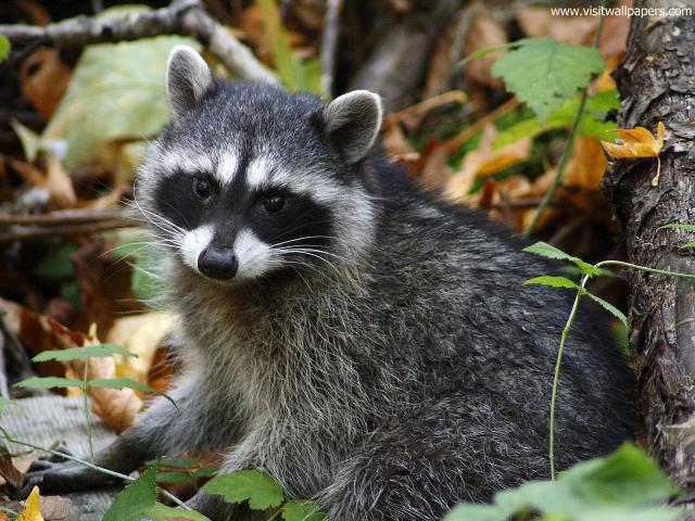 Animals_587