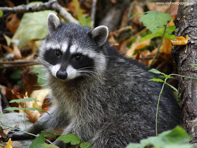Animals_587