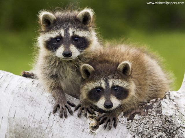 Animals_588