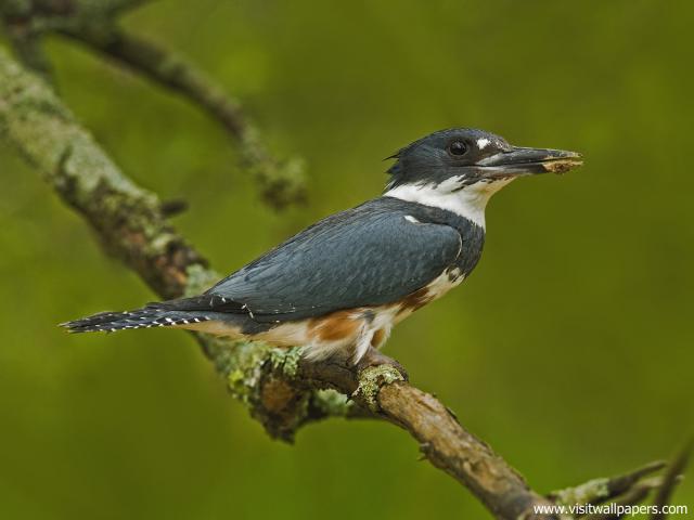 Birds_211