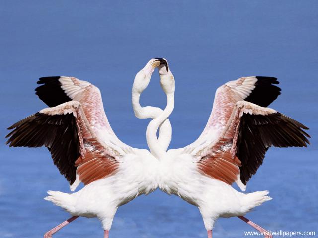 Birds_212