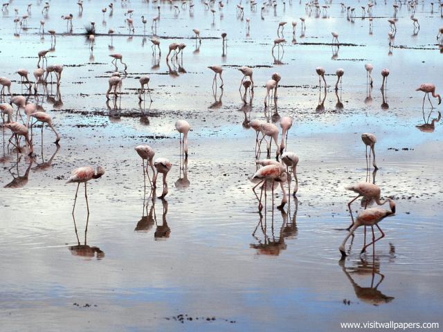 Birds_213