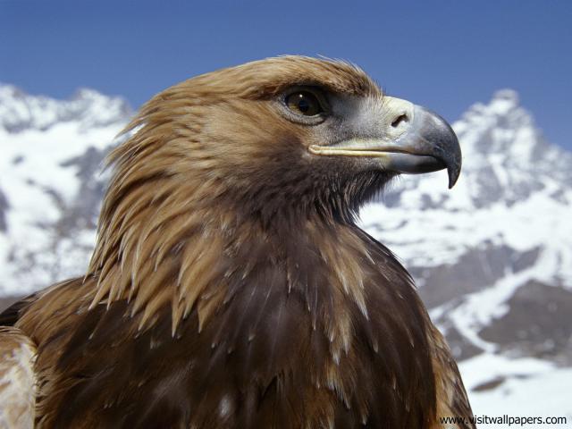 Birds_219
