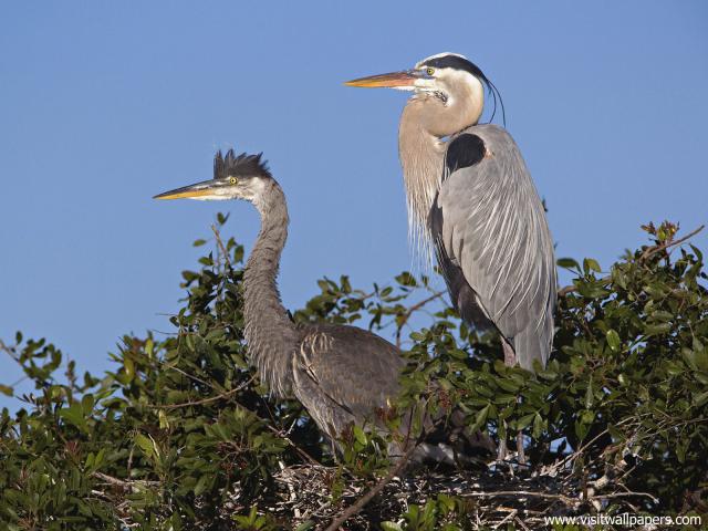 Birds_221