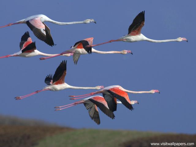 Birds_225