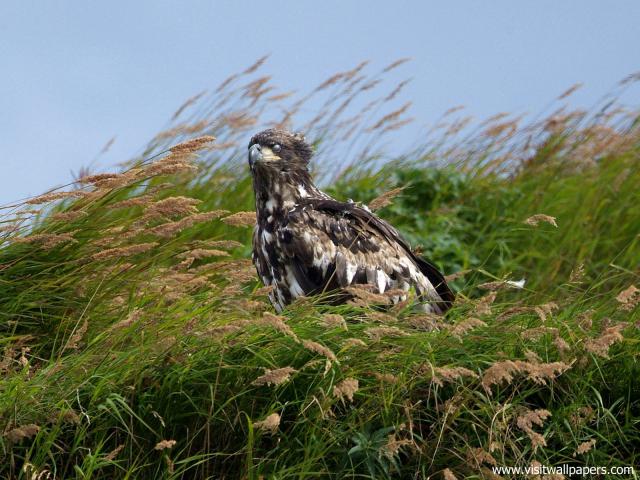 Birds_231