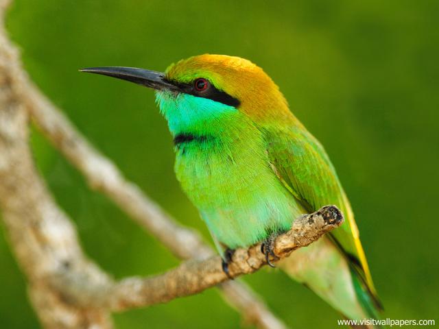Birds_237