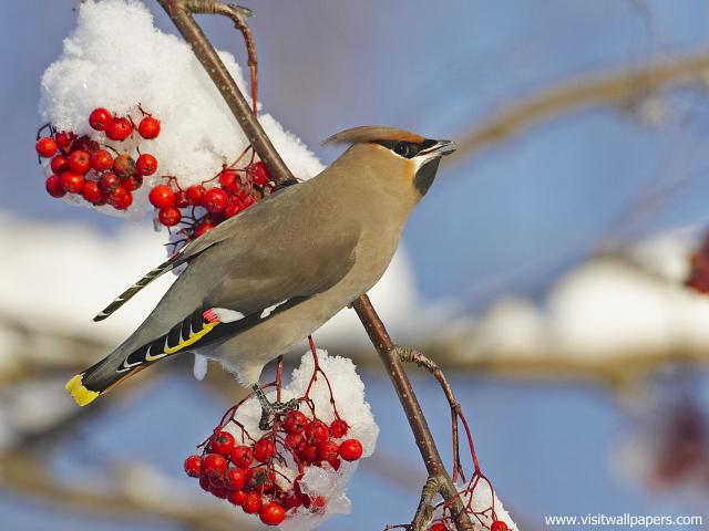 Birds_239