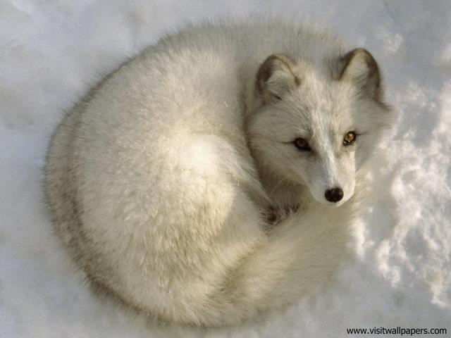 Animals_589