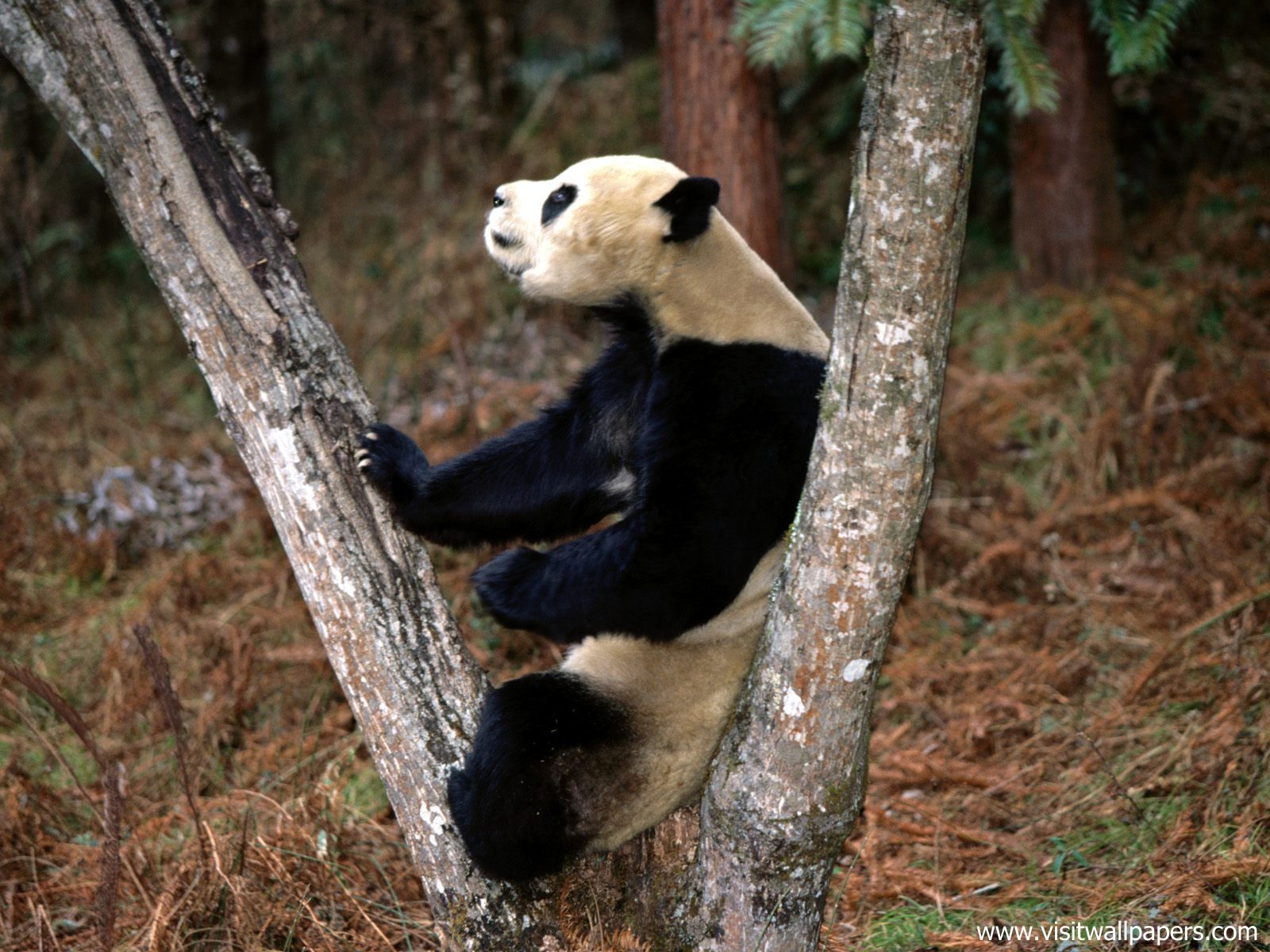 Animals_593