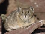 Animals_595