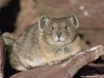 Animals_595