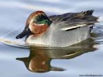 Animals_601