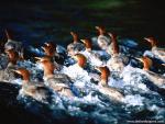 Animals_602