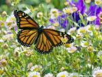 Animals_603