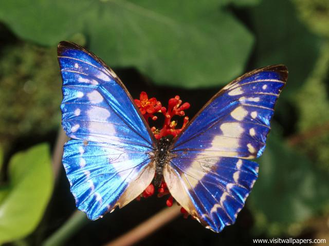 Animals_605
