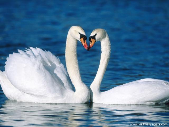 Animals_607