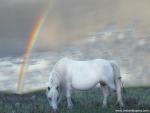 Animals_608