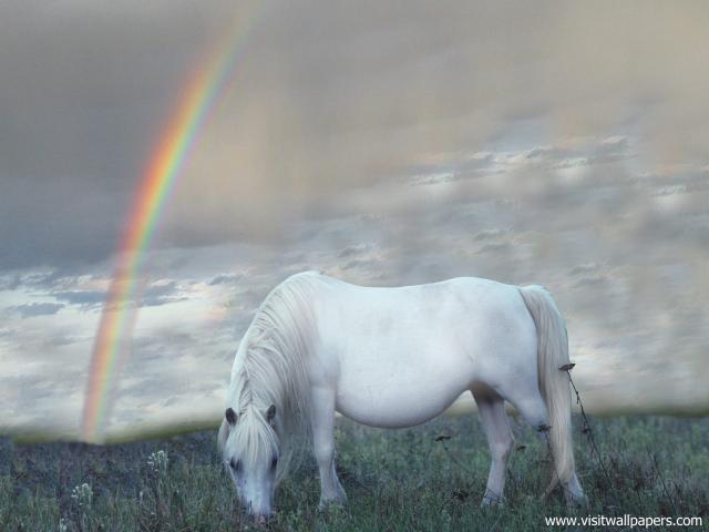 Animals_608