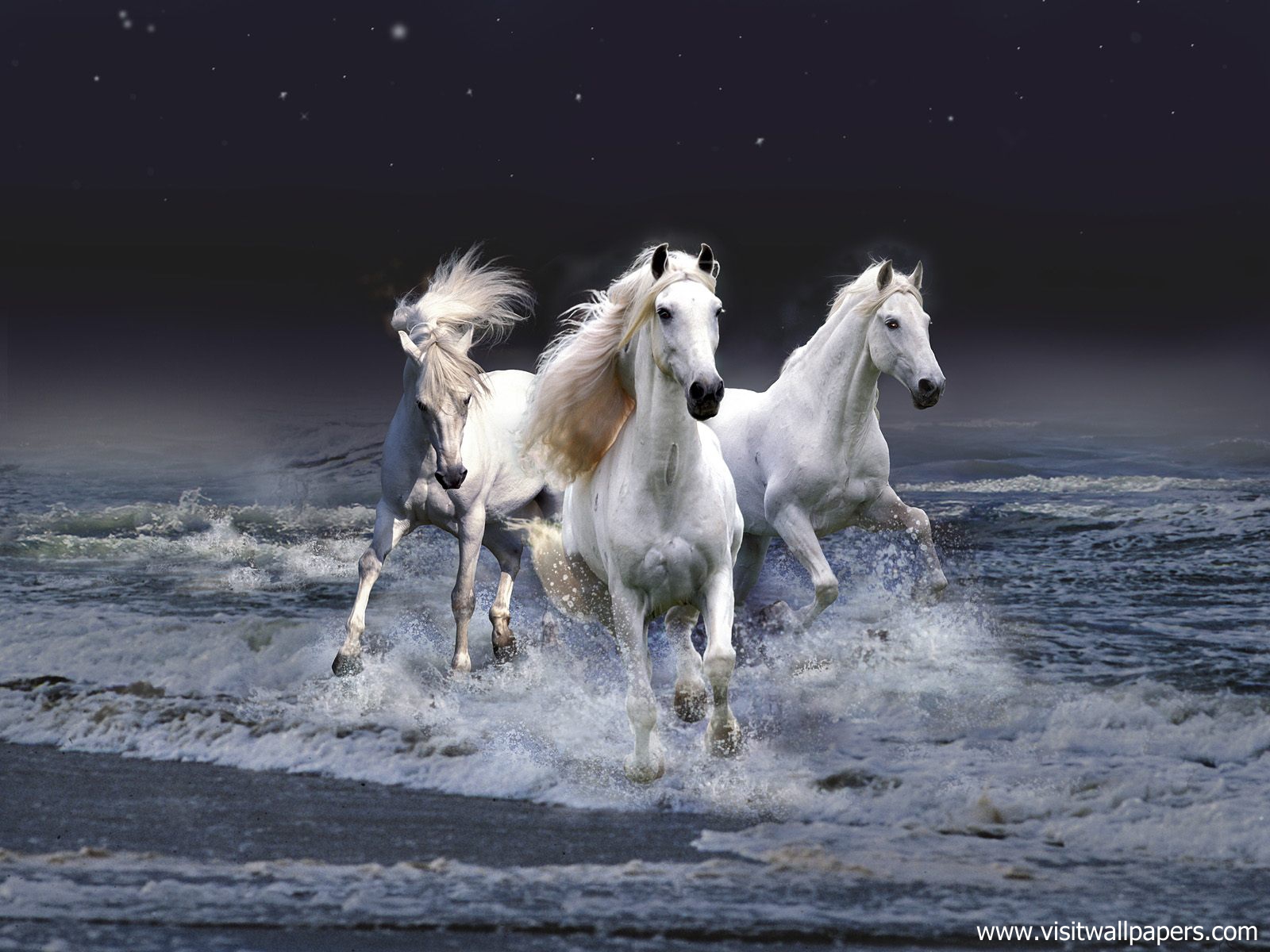 Animals_609